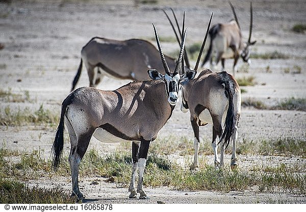 Gemsbock (Oryx Gazella) im Etosha-Nationalpark  Namibia.