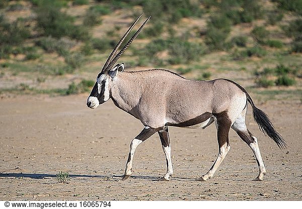 Gemsbock (Oryx gazella) in Kgalagadi  Südafrika.