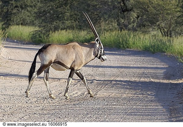 Gemsbock (Oryx gazella)  junge Oryxantilope  die eine unbefestigte Straße überquert  Kgalagadi Transfrontier Park  Nordkap  Südafrika  Afrika.