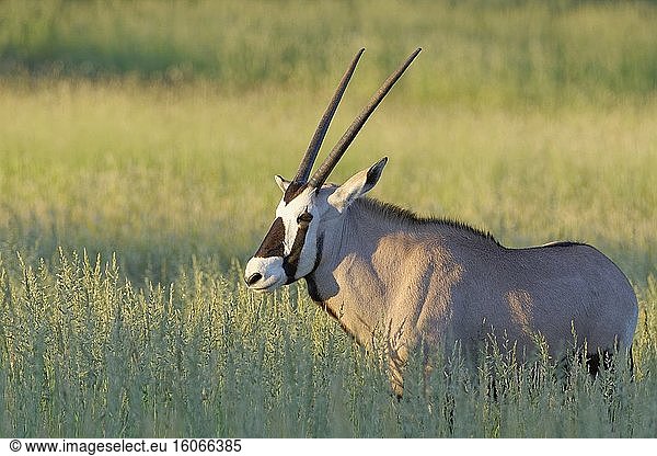 Gemsbock (Oryx gazella)  junger Oryx  stehend im hohen Gras  Kgalagadi Transfrontier Park  Nordkap  Südafrika  Afrika.