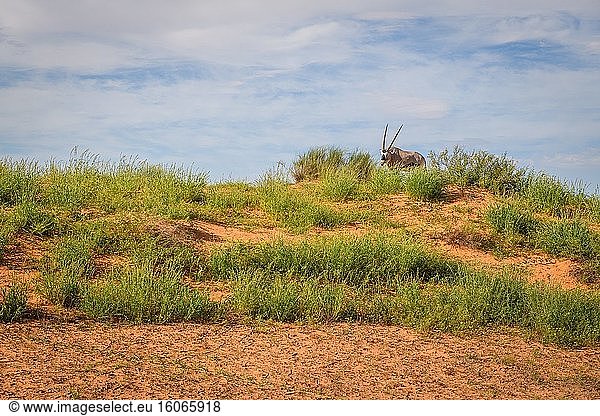 Gemsbock (Oryx gazella) Kgalagadi  Südafrika.