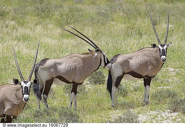Gemsbock (Oryx gazella)  stehend auf Gras  neugierig  Kgalagadi Transfrontier Park  Nordkap  Südafrika  Afrika.