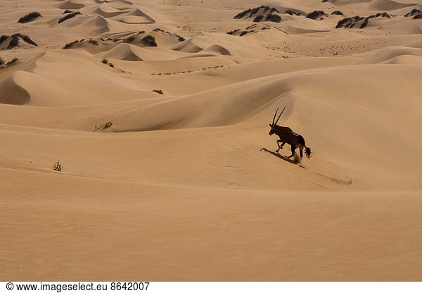 Gemsbok  Namib Desert  Namibia