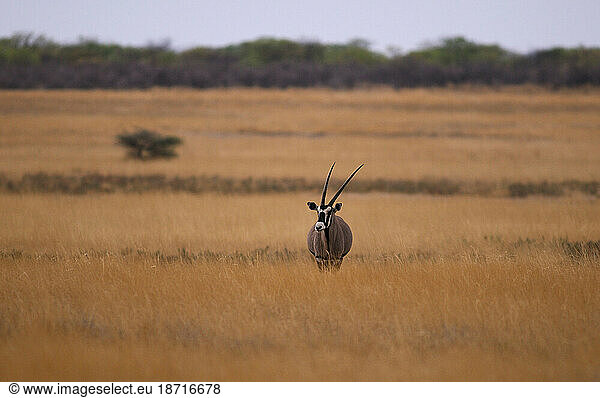 Gemsbok (Oryx gazella)  Etosha National Park  Kunene Region  Namibia