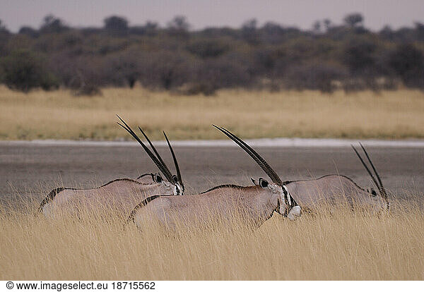 Gemsbok (Oryx gazella)  Fisher's Pan  Namutoni  Etosha National Park  Kunene Region  Namibia
