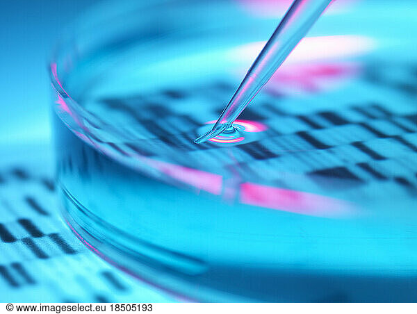 Genetic Research  Pipetting DNA sample into a petri dish in the lab.