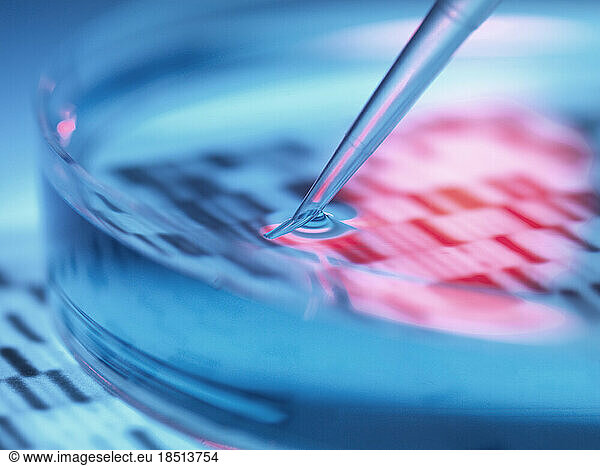 Genetic research  pipetting sample into petri dish with DNA results.
