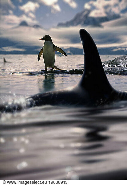 Gentoo penguin and killer whale.