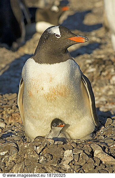 gentoo penguin  Pygoscelis papua  with newborn chick  South Shetland Islands  Antarctica  Southern Ocean