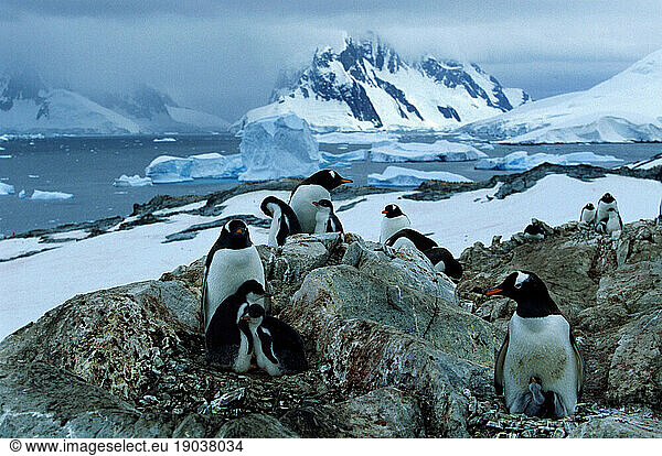 Gentoo penguins breeding on Graham Coast