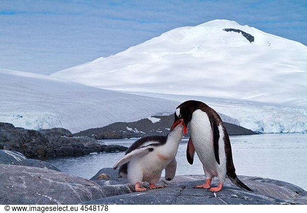 Gentoo penguins Pygoscelis papua adult feeding chick in Antarctica  Southern Ocean MORE INFO The gentoo penguin is the third largest of all penguins worldwide  with adult gentoos reaching a height of 51 to 90 cm 20-36 in There are an estimated 80 000 bre