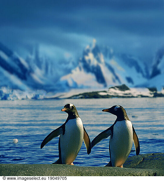 Gentoo penguins - true love