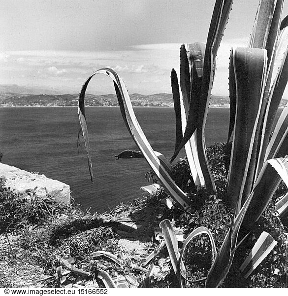 Geo hist.  Frankreich  KÃ¼sten  Cote d'Azur  Bucht von Cannes  im Vordergrund eine Agave  1953