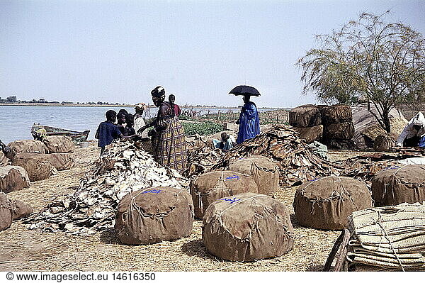 Geo. hist.  Senegal  Handel  getrocknete Fische am Senegal  1967