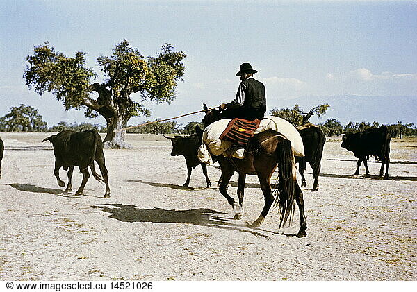 Geo. hist.  Spanien  Landwirtschaft  Viehwirtschaft  Zuchtstiere werden zur Weide getrieben  SÃ¼dspanien  1959