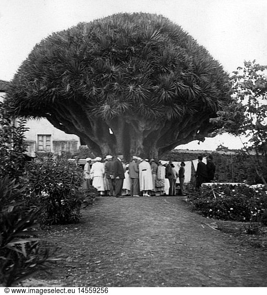 Geo. hist.  Spanien  StÃ¤dte  Santa Cruz de Tenerife  GÃ¤rten / Parks  Drachenbaum (Dracaena draco)  Juni 1937