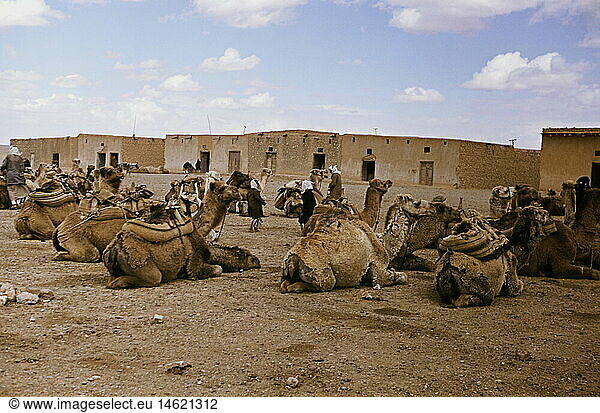 Geo. hist.  Syrien  Syrische WÃ¼ste  Kamele  1955