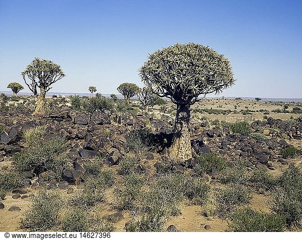Geografie,  Namibia,  allg.,  Landschaft mit KokerbÃ¤umen
