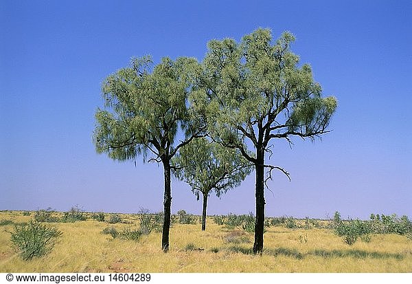 Geografie Australien Landschaften Große Sandwüste Baumgruppe