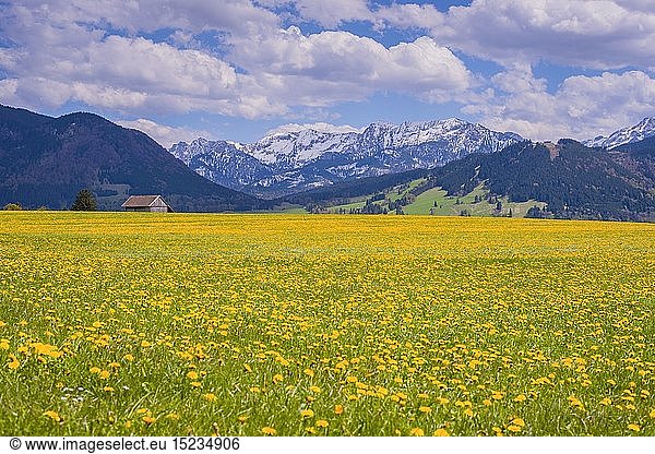 Geografie  BRD  Bayern  BlÃ¼hende LÃ¶wenzahnwiese (Taraxacum)  Naturlandschaft bei FÃ¼ssen  OstallgÃ¤u