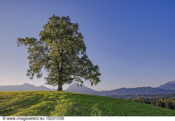 Geografie  BRD  Bayern  Einzelne Stieleiche (Quercus robur)  bei FÃ¼ssen  dahinter der SÃ¤uling  2047m  OstallgÃ¤u