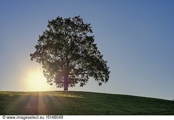 Geografie  BRD  Bayern  Einzelne Stieleiche (Quercus robur)  bei FÃ¼ssen  OstallgÃ¤u