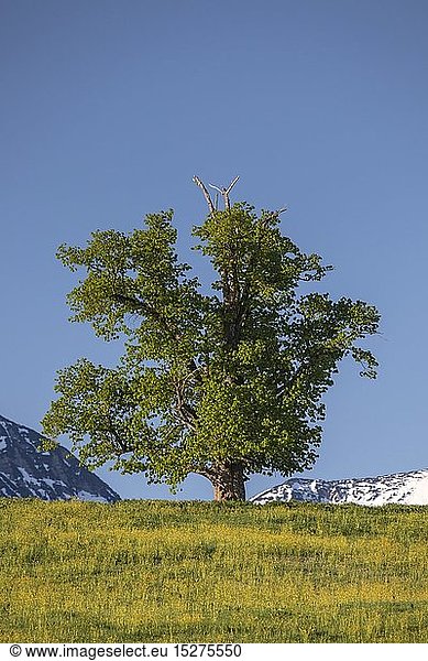 Geografie BRD Bayern Eschenlohe Linde vor den Gipfeln des Estergebirges Eschenlohe