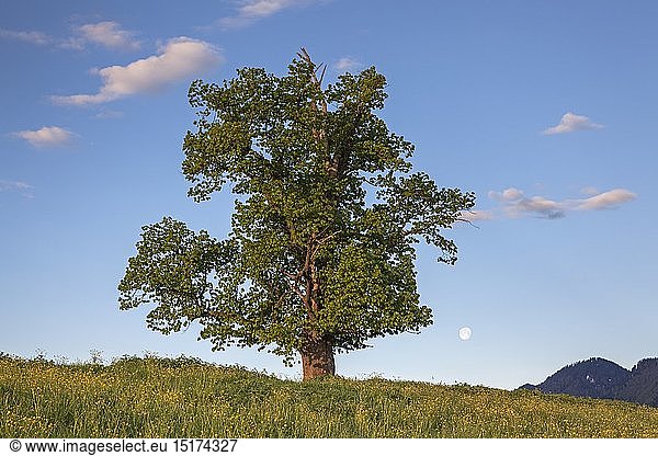 Geografie BRD Bayern Eschenlohe Linde vor Estergebirge und Ammergauer Alpen Eschenlohe