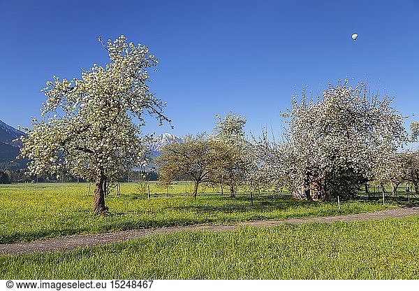 Geografie BRD Bayern Kochel am See Apfelblüte im Frühling in Ort Kochel am See Tölzer Land Oberbayern Süddeutschland