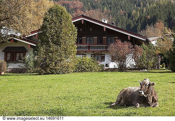 Geografie  BRD  Bayern  Oberbayern  Berchtesgadener Land  SchÃ¶nau am KÃ¶nigssee  Braunvieh vor typisch bayrischem Haus