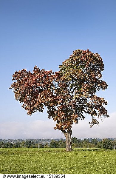 Geografie  BRD  Bayern  Uffing  Ahornbaum im Herbst