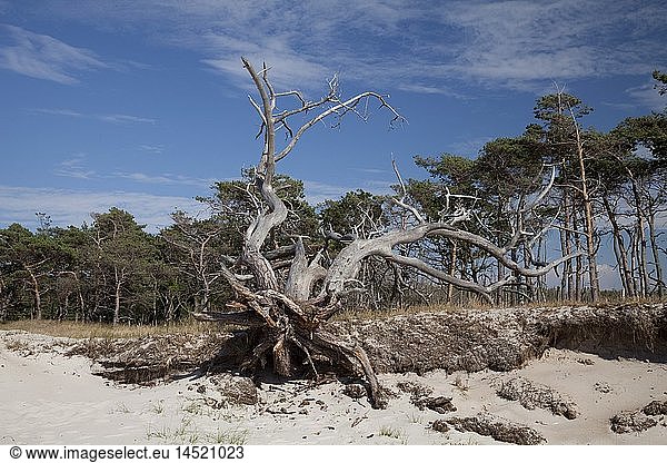 Geografie BRD Mecklenburg-Vorpommern Halbinsel Fischland Darß Zingst Nationalpark Vorpommersche Boddenlandschaft