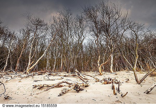 Geografie BRD Mecklenburg-Vorpommern Naturschutzgebiet Weststrand auf der Darß-Halbinsel