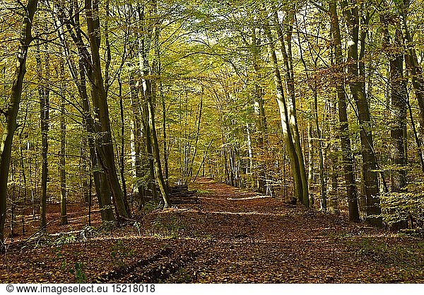 Geografie  BRD  Niedersachsen  Herbstwald  Waldweg  Laubwald