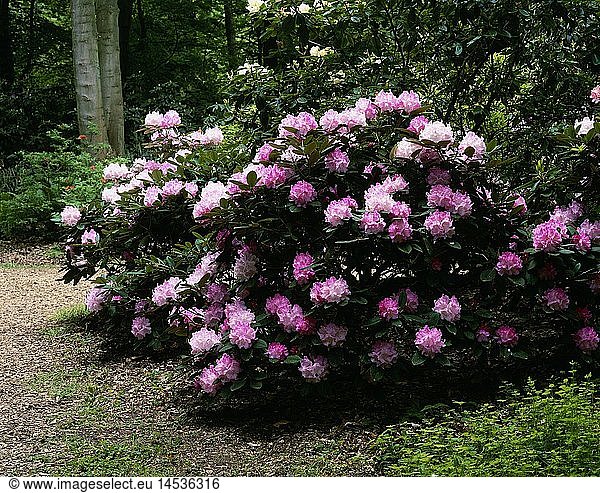 Geografie  BRD  Nordrhein-Westfalen  Bad Sassendorf  GÃ¤rten / Parks  Kurpark  blÃ¼hender Rhododendron