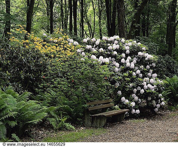 Geografie  BRD  Nordrhein-Westfalen  Bad Sassendorf  GÃ¤rten / Parks  Kurpark  blÃ¼hender Rhododendron
