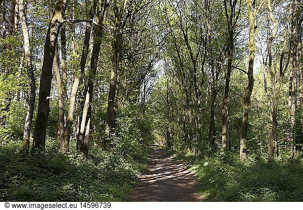 Geografie  BRD  Nordrhein-Westfalen  MÃ¼nsterland  Naturpark 'Hohe Mark'  Heiden  Waldweg  Wanderweg zu den Teufelssteinen