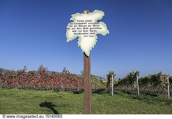 Geografie  BRD  Rheinland-Pfalz  Edenkoben  Weinberg im Herbst vor Weingut Kloster Heilsbruck  Ebenkoben  Deutsche WeinstraÃŸe  PfÃ¤lzer Wald  Pfalz