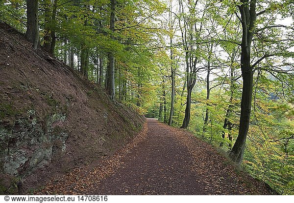 Geografie  BRD  ThÃ¼ringen  ThÃ¼ringer Wald  Eisenach  Rennsteig