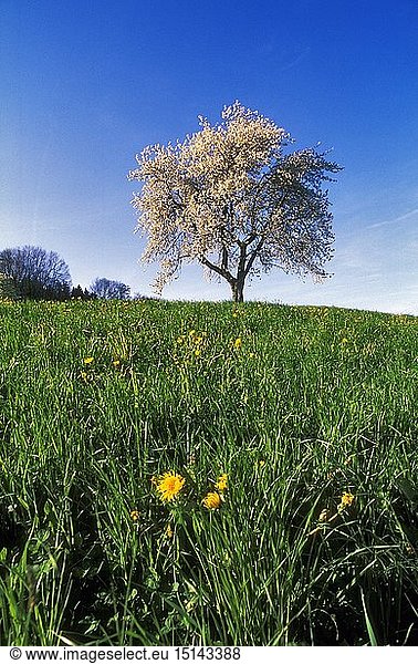 Geografie  Deutschland  Bayern  blÃ¼hender Obstbaum in Wiese