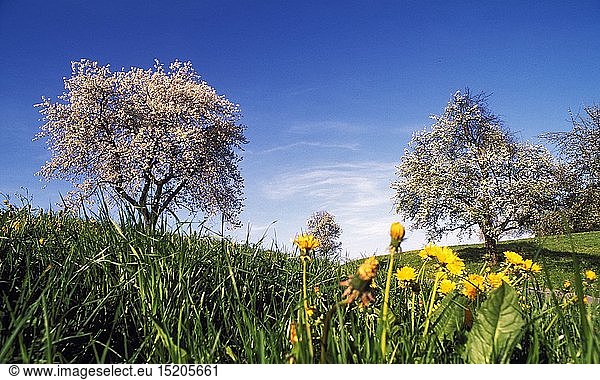 Geografie  Deutschland  Bayern  blÃ¼hender Obstbaum in Wiese