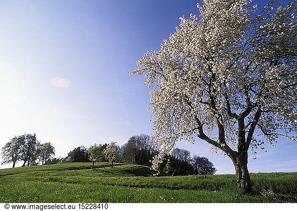 Geografie  Deutschland  Bayern  blÃ¼hender Obstbaum in Wiese