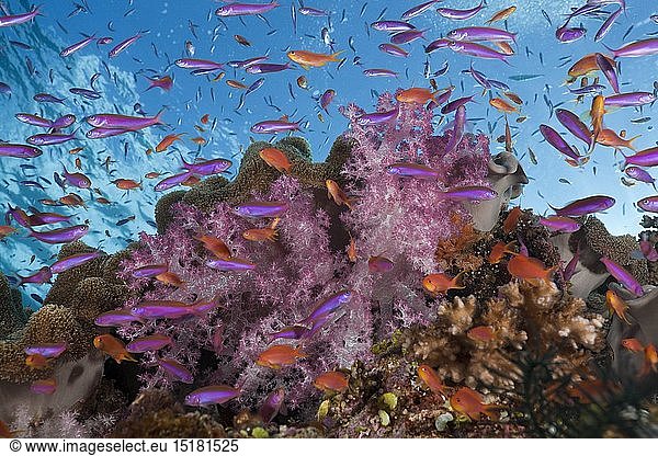 Geografie  Fidschi  Buntes Korallenriff  Namena Marine Park