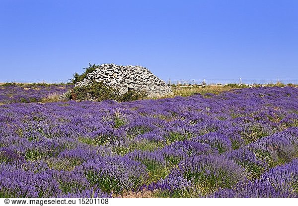 Geografie  Frankreich  RhÃ´ne-Alpes  Ferrassieres  Lavendelfeld bei Ferrassieres  Provence  RhÃ´ne-Alpes