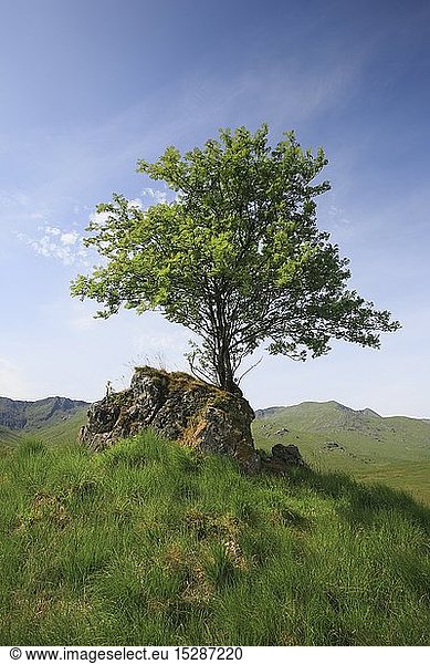 Geografie  GroÃŸbritannien  Schottland  Baum auf Fels