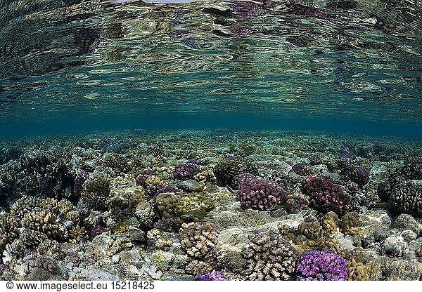 Geografie  Ã„gypten  Egypt  Korallen auf Riffdach  Zabargad  Rotes Meer  Aegypten