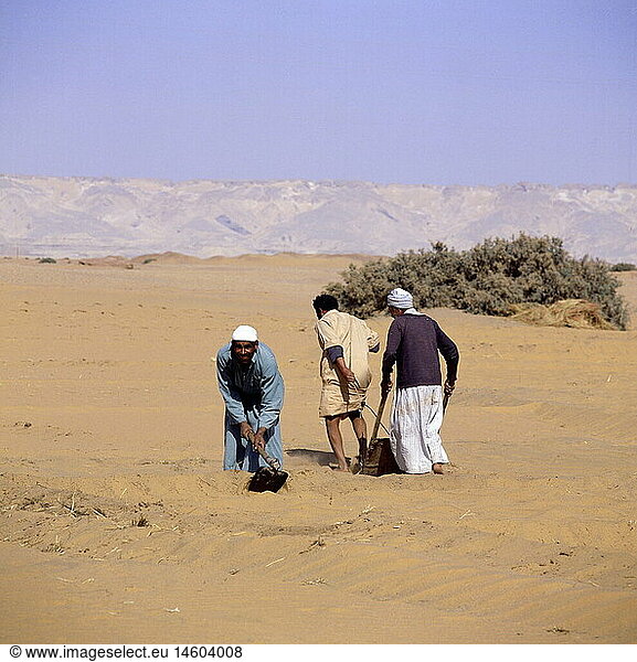 Geografie  Ägypten  Landwirtschaft  Oase Dakhla  Männer bei Feldarbeit