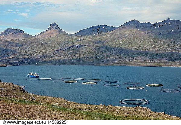 Geografie  Island  Austurland  BerufjÃ¶rdur  Anlage zur Lachszucht  Ost Island
