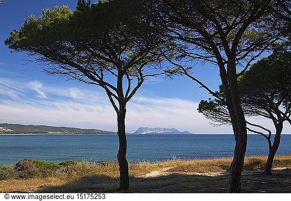 Geografie  Italien  Sardinien  Pinien am Strand von Porto Ainu  bei Budoni  Gallura  Ostsardinien  Sardinien