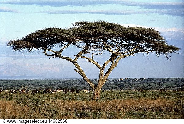Geografie  Kenia  Landschaften  Serengeti  Schirmakazie  Zebras  Gnus